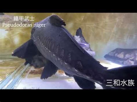 鐵甲武士 魚|【鐵甲武士魚】 水族界明星爆紅！盤點水族圈的鐵甲。